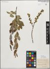 Foto von Salix myrsinifolia Salisb.